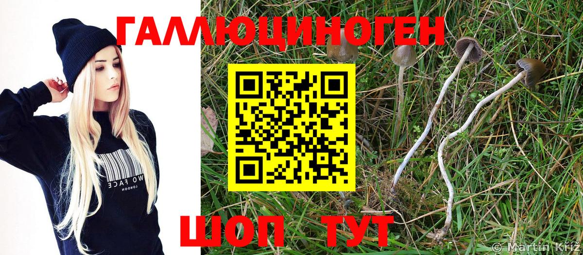 Псилоцибиновые грибы мицелий Саяногорск